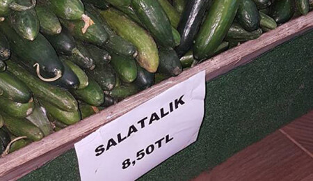 Salatalık altın değerinde!