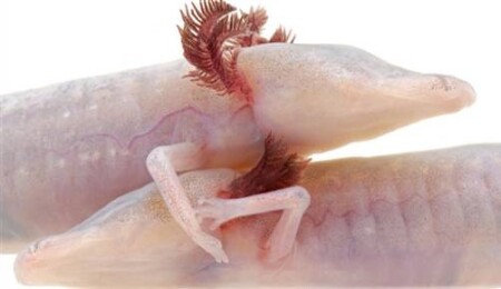 Europa’da 'yaşam' varsa, neye benziyor olabilir? 