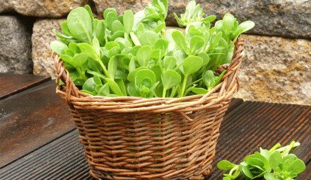 Yoğurtlu ve sarımsaklı semizotu salatası nasıl yapılır?