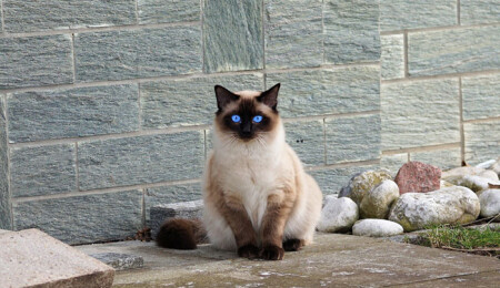 Siyam Kedisi Hakkında Bilmeniz Gerekenler