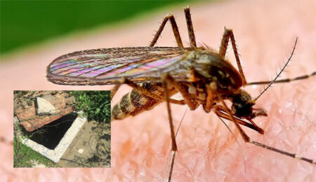 Kimyasal ilaçlar tüm canlıların sağlığını tehdit ediyor