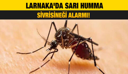 Larnaka’da Sarı Humma Sivrisineği tespit edildi