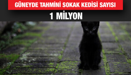 Güney Kıbrıs’ta bir milyondan fazla sokak kedisi olduğu tahmin ediliyor