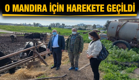 Çamur ve dışkı içinde yaşayan inekler yeni yerlerine taşınacak