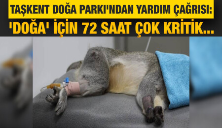 Taşkent Doğa Parkı’ndan yılanın ısırdığı ‘Doğa’ isimli maymun için yardım çağrısı