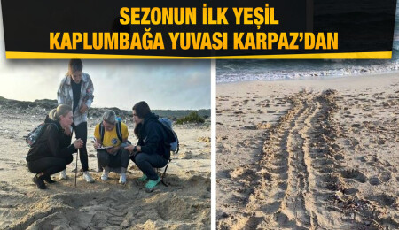 Sezonun ilk yeşil kaplumbağa yuvası Karpaz’dan  