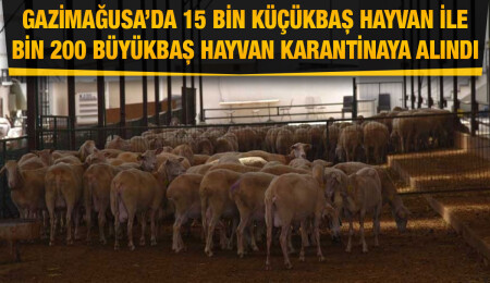 Gazimağusa’da 'koyun keçi çiçeği' hastalığı: 264 işletme karantinaya alındı...