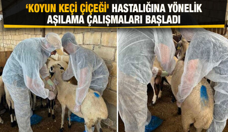 Gazimağusa’da 5 bin 710 küçükbaş 'koyun keçi çiçeği' hastalığına karşı aşılandı