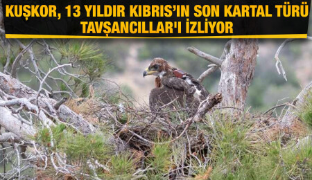Kuşları Koruma Derneği: Kartal gören herkesi iletişime geçmeye çağırıyoruz