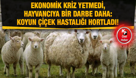 Koyun keçi çiçek hastalığı Mağusa’dan sonra Lefkoşa’da!