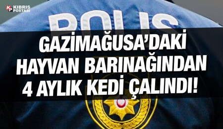 Hayvan barınağından kedi çalan şahıs tutuklandı!