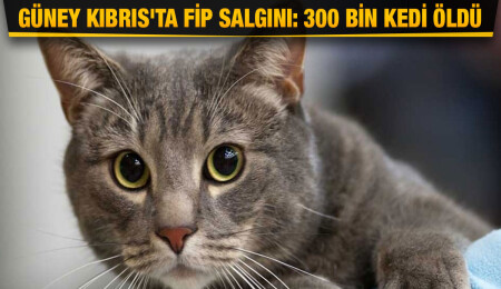 Güney’de 7 ayda 300 bin kedi FİP hastalığı nedeniyle hayatını kaybetti
