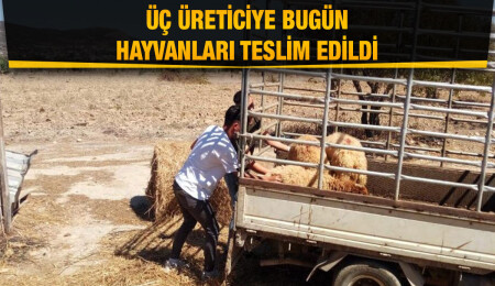 “Küçükbaş Hayvancılığın Yaygınlaştırılması Projesi” kapsamında 3 üreticiye hayvanları teslim edildi