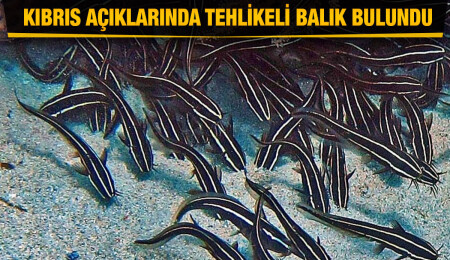 Kıbrıs sularında yeni tehlike: Çizgili yılan balığı