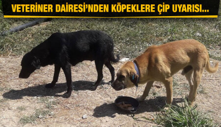 Veteriner Dairesi: Çipsiz tespit edilen köpeklerin sahiplerine idari para cezası uygulanacak