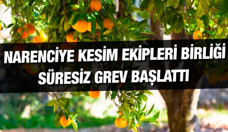 Narenciye Kesim Ekipleri Birliği süresiz greve gittiğini açıkladı