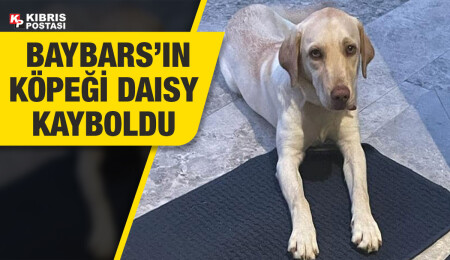 Ayşegül Baybars, Daisy isimli köpeğinin kaybolduğunu duyurdu