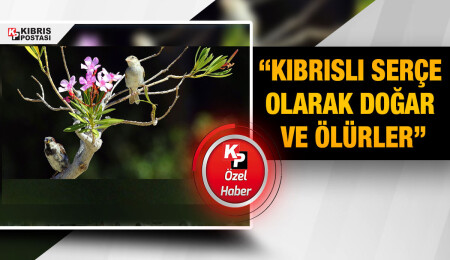 ‘Kıbrıslı Serçeler’ göç etmez