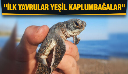 Alagadi sahillinde ilk kaplumbağa yuvası açıldı