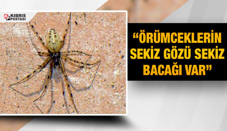 Ahmet Gürses: Örümcekler böcek değillerdir