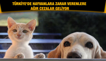 Türkiye'de hayvanların korunması ile ilgili yasa kabul edildi
