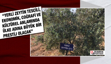 Yerli zeytin tescili için başvuru yapıldı