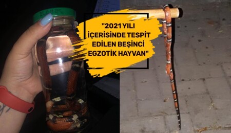 Girne'de egzotik yılan paniği!