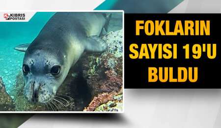 Nadir görülen 'Monachus Monachus' türü foklar, Kıbrıs'ın güneyinde üreme faaliyetlerini artırdı