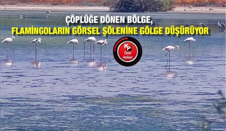 Flamingolar Gülseren Göleti’ne geldi ancak onları izlemek artık imkansız