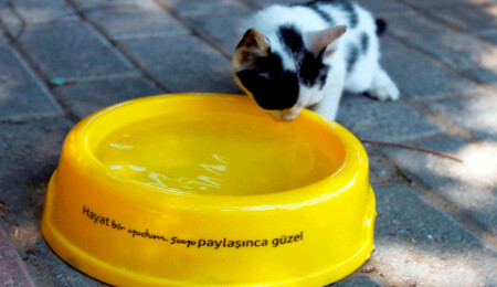 Turkcell'den doğaya 2 bin su kabı