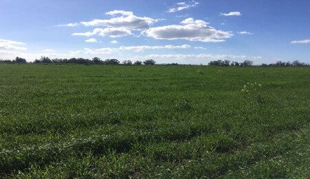 Tarım Dairesi'nden tarla muayenesi uyarısı