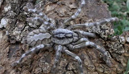 Dev bir tarantula türü keşfedildi