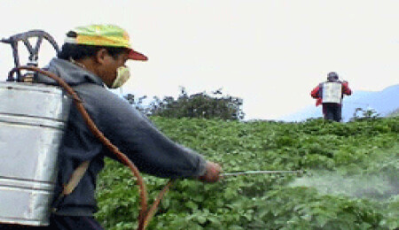 Böcek ilaçları tiroid bezi ve pankreas hastalıkları yanında kısır yapıyor