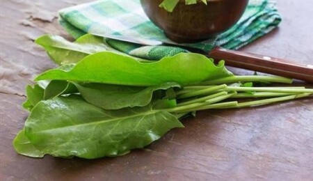 Akciğer kanserine karşı tere otu kürü