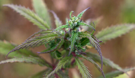 Güney'de tıbbi hintkeneviri komitesi yeniden kuruluyor