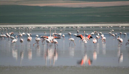 Halkın sevgilisi olan kuğuyu yiyen gençler gözaltına alındı