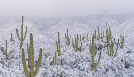 Kuzey Amerika'nın en sıcak çölüne kar yağdı