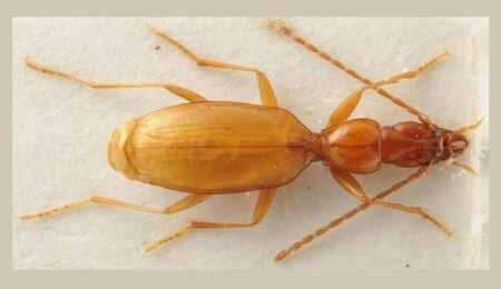 "Hitler böceği" bilim dünyasını karıştırdı