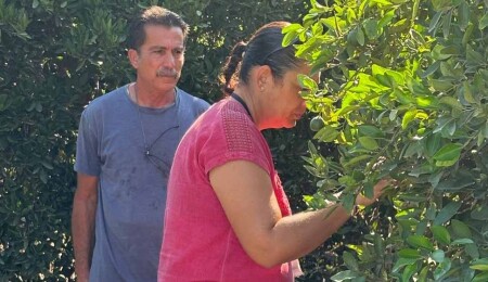 Turunçgil alanlarında biyolojik mücadele: On farklı noktada 400 adet parazitoid böcek salımı yapıldı