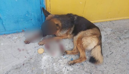 Bostancı’da bir köpek dövüldü!