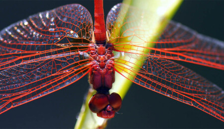 Helicopter beetle with 1000 separate eyes reflected in the lens