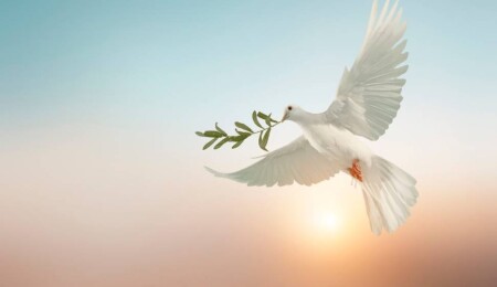 Tabipler Birliği'nden Dünya Barış Günü mesajı: İnsanların güven içinde yaşayabildiği bir gelecek dileğiyle