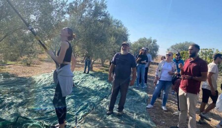 DAÜ öğrencileri ile zeytin hasadı ve zeytinyağı yolculuğu