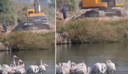 Haspolat'ta doğanın korunması için acil çağrı!