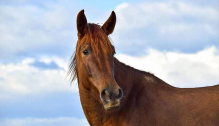 Yeni bulgular Ortaçağ Avrupası'ndaki at eti tüketimine dair ezberi bozdu