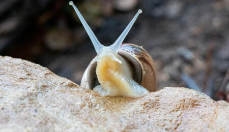 Hong Kong: Salyangozlara tuz döken doktora öğrencisi tutuklandı