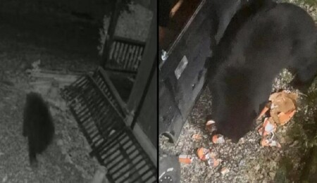 Ayı arabaya girip 69 kutu gazlı içecek içti: Diyet kolaya dokunmamış