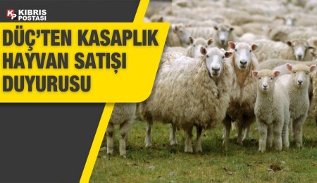 Kasaplık kuzu ve koyunlar canlı ağırlık üzerinden satılacak