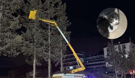 Girne Belediyesi ekibi ağaçta mahsur kalan yavru kediyi kurtardı