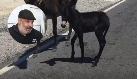 Karpaz’da eşek sıpasına araç çarptı: Bariyerli alan içerisinde güvende yaşamalarını istiyoruz